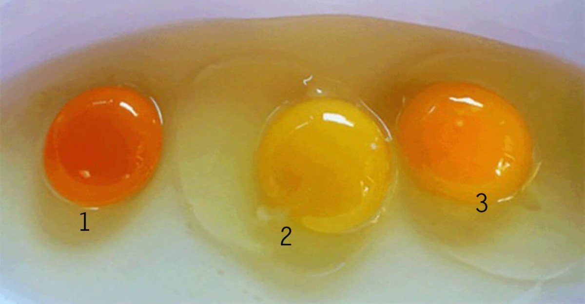 卵の黄身を見れば、その親鳥の健康状態が分かってしまう件